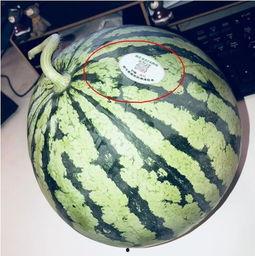 网红卞某吃瓜,揭秘网络红人的真实一面